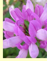   (Coronilla vane L.)